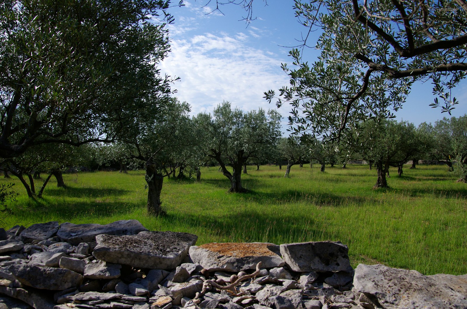 Rows of olive trees under a blue sky